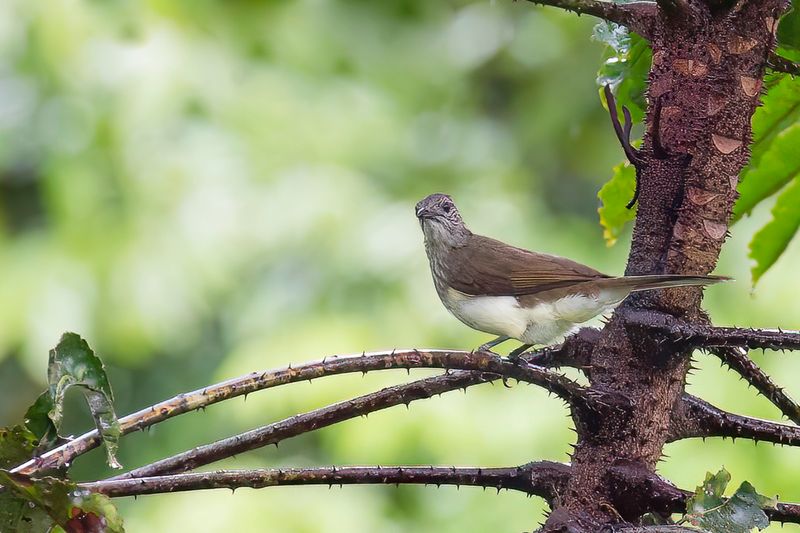 Swamp Palm Bulbul - Moerasbuulbuul - Bulbul des raphias