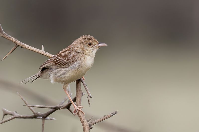 Desert Cisticola - Kalaharigraszanger - Cisticole du dsert