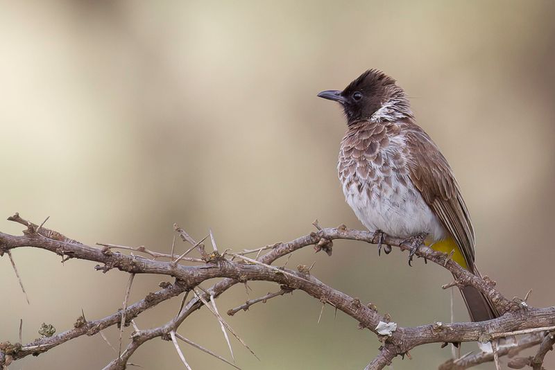 Common Bulbul - Grauwe Buulbuul - Bulbul des jardins