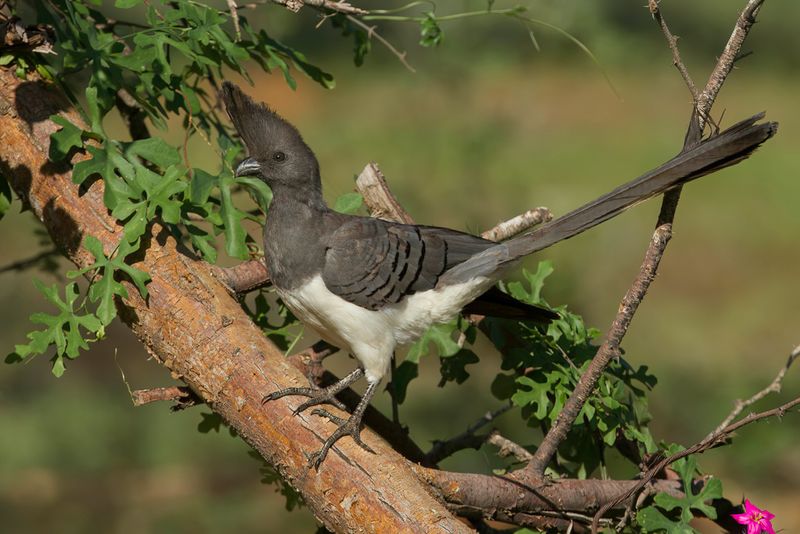 White-bellied Go-away-bird - Witbuiktoerako - Touraco  ventre blanc