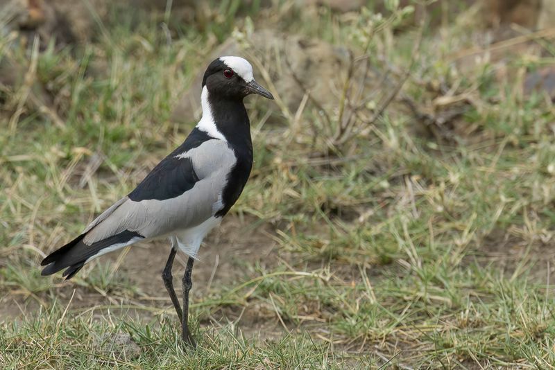 Blacksmith Lapwing - Smidsplevier - Vanneau arm
