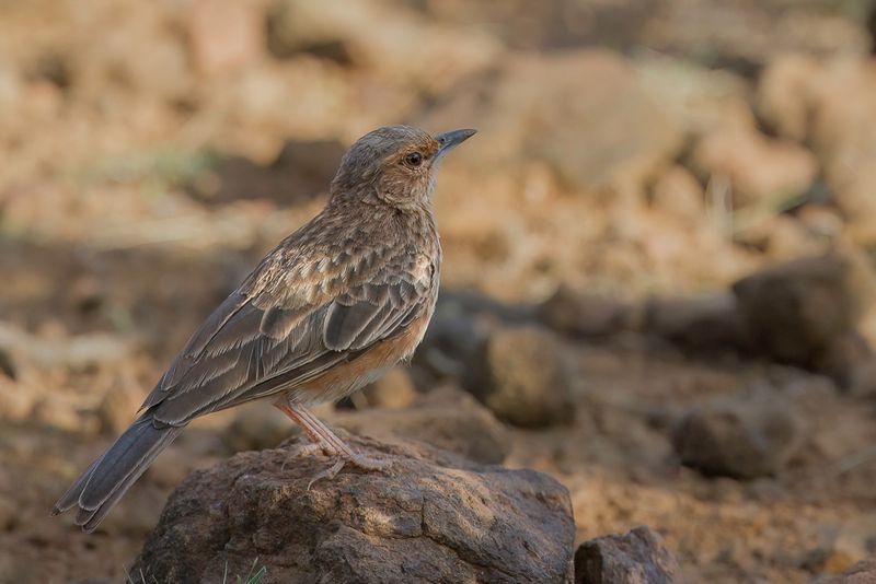 Pink-breasted Lark - Pieperleeuwerik - Alouette  poitrine rose