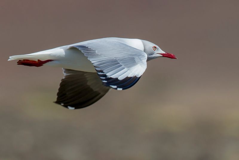 Grey-headed Gull - Grijskopmeeuw - Mouette  tte grise