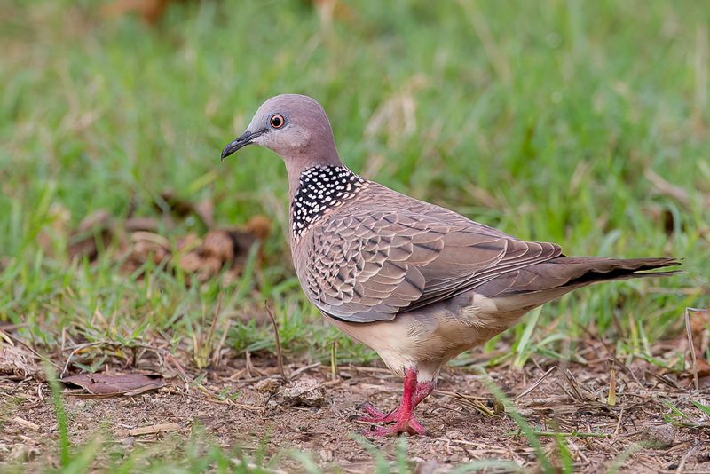 Spotted Dove - Parelhalstortel - Tourterelle tigrine