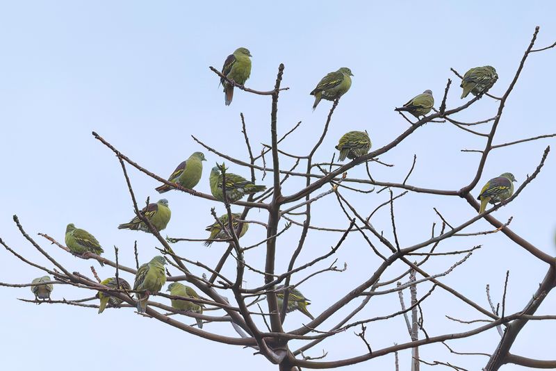 Grey-cheeked Green Pigeon - Bonapartes Papegaaiduif - Colombar  face grise