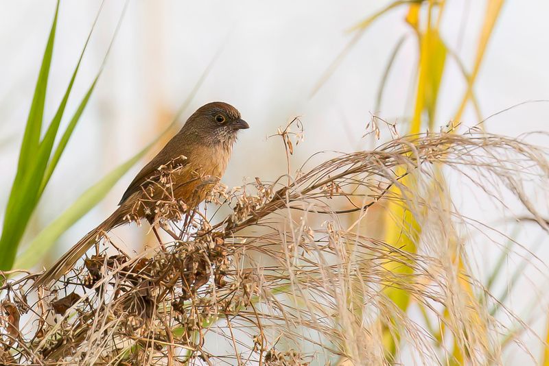 Jerdons Babbler - Jerdons Timalia - Moupinie de Jerdon