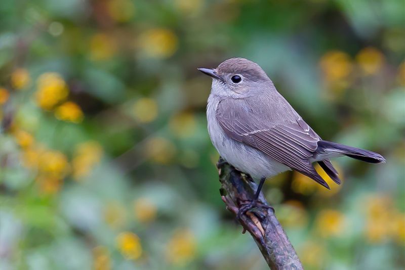 Taiga Flycatcher - Taigavliegenvanger - Gobemouche de la taga