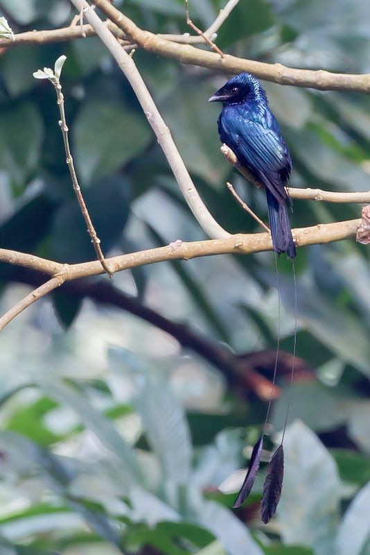 Lesser Racket-tailed Drongo - Spateldrongo - Drongo  rames