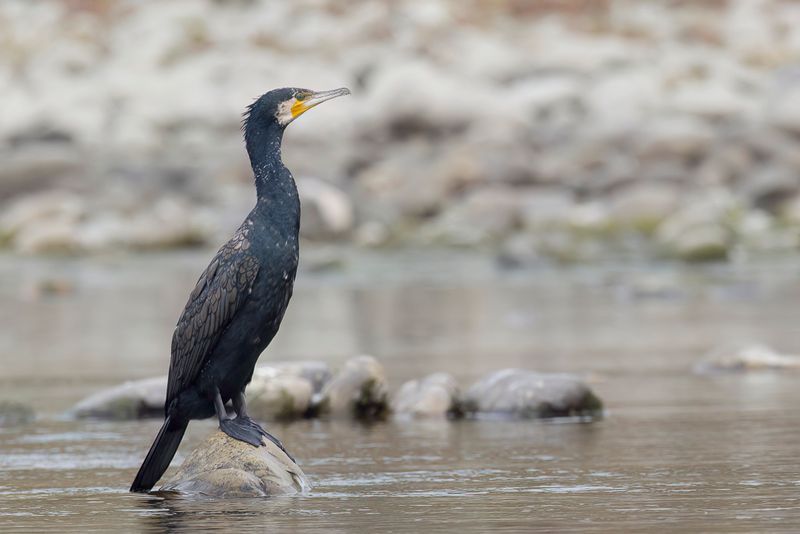 Great Cormorant - Aalscholver - Grand Cormoran