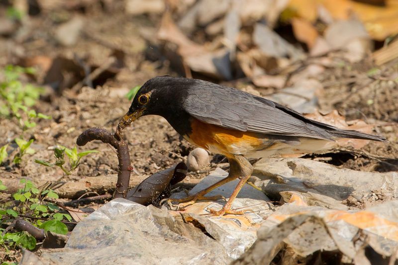 Black-breasted Thrush - Zwartborstlijster - Merle  poitrine noire