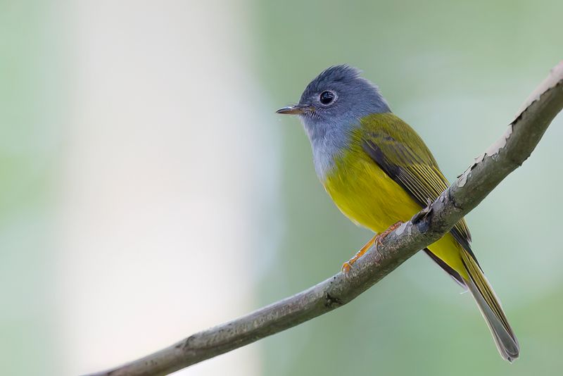 Grey-headed Canary-Flycatcher - Grijskopvliegenvanger - Gobemoustique  tte grise