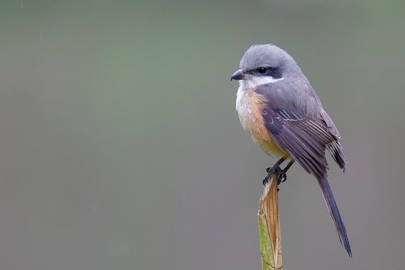 Birds of Arunachal Pradesh + Assam 2014