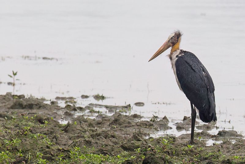 Lesser Adjutant Stork - Javaanse Maraboe - Marabout chevelu