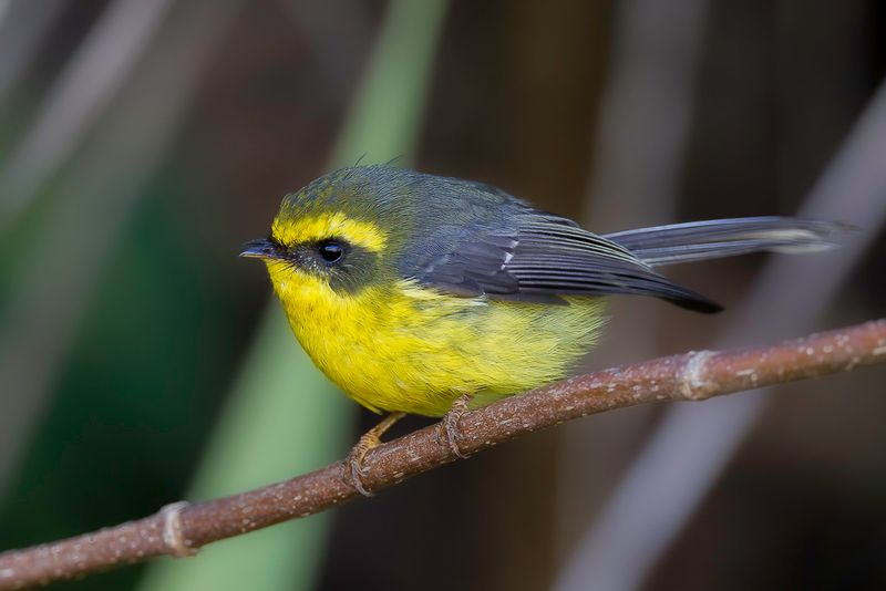 Yellow-bellied Fantail - Geelbuikwaaierstaart - Chlidorhynque  ventre jaune