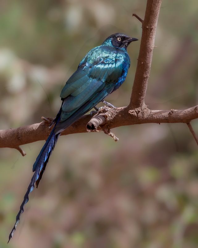 Long-tailed Glossy Starling - Groene Langstaartglansspreeuw - Choucador  longue queue