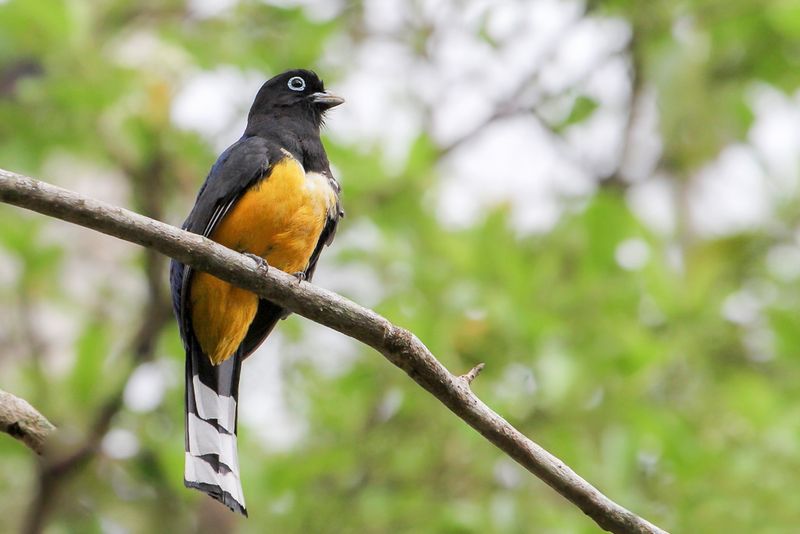 Black-headed Trogon - Zwartkoptrogon - Trogon  tte noire