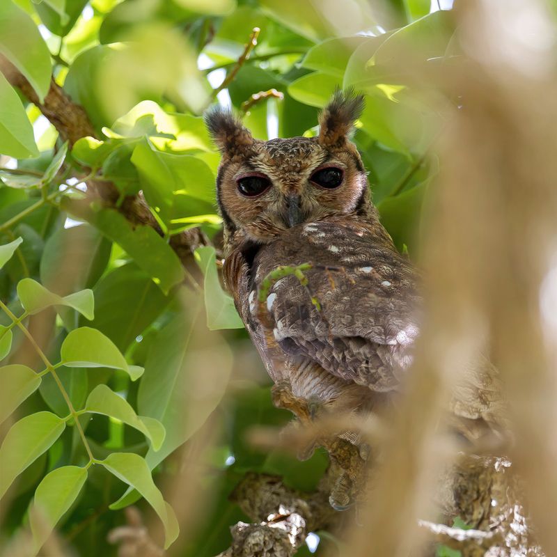Greyish Eagle-Owl - Grijze Oehoe - Grand-duc du Sahel