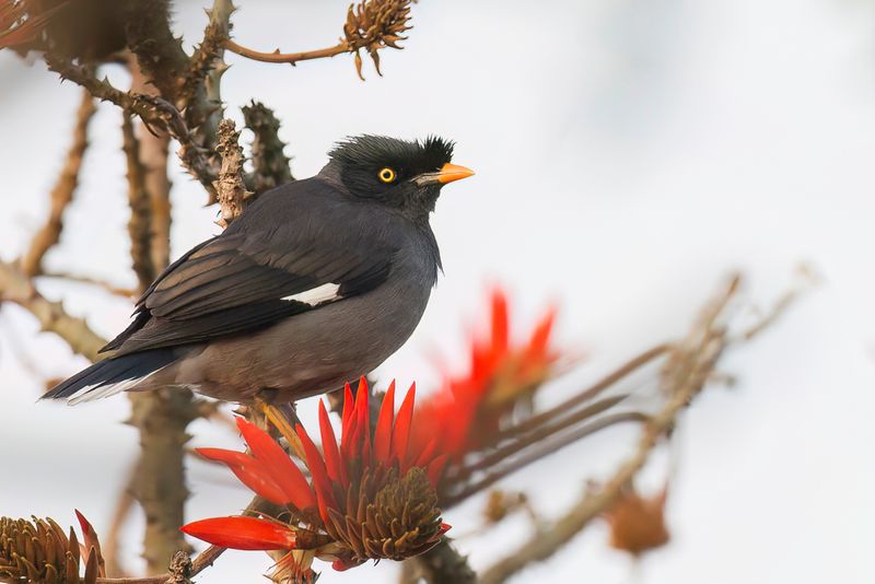 Jungle Myna - Junglemaina - Min de la Jungla