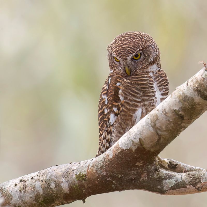 Asian Barred Owlet - Koekoeksdwerguil - Chevchette cuculode