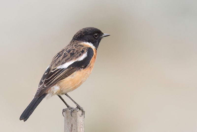 Siberian Stonechat - Aziatische Roodborsttapuit - Tarier de Sibrie