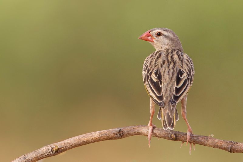 Red-billed Quelea - Roodbekwever - Travailleur  bec rouge (m)