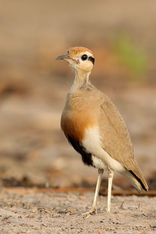 Temmincks Courser - Temmincks Renvogel - Courvite de Temminck