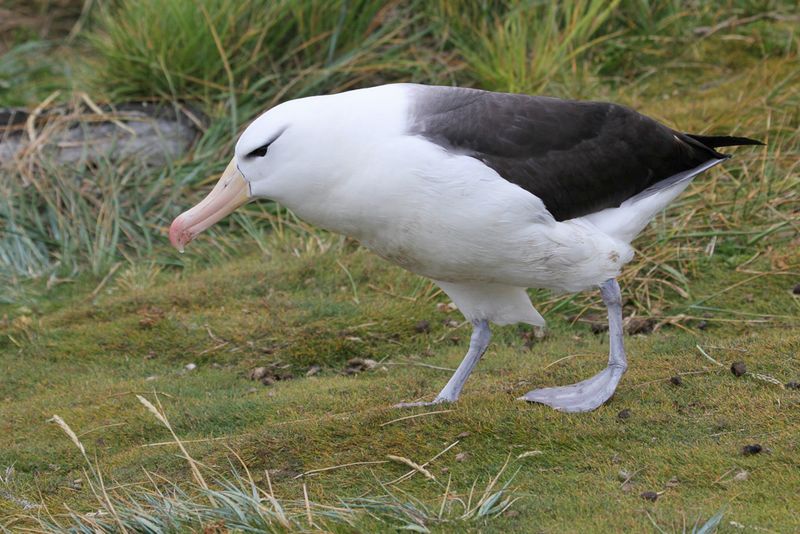 Black-browed Albatross - Wenkbrauwalbatros - Albatros  sourcils noirs