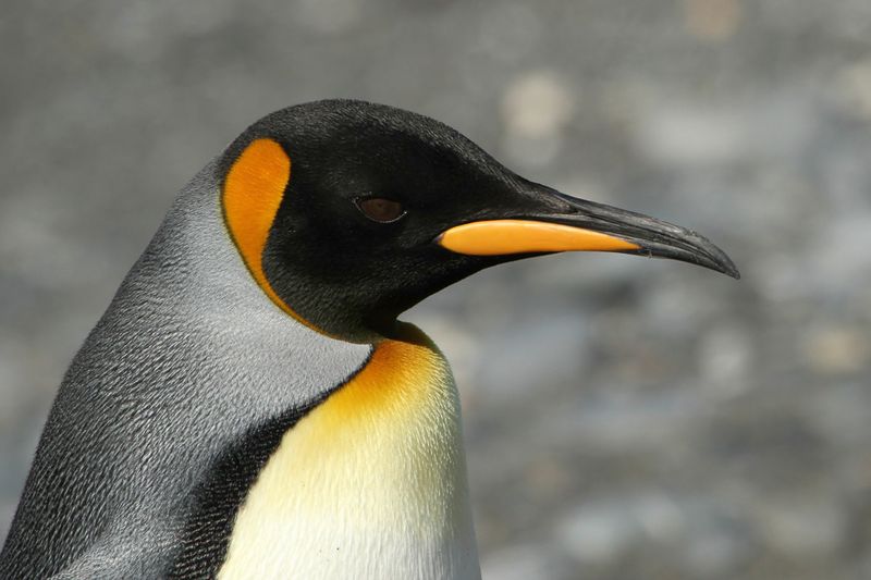 King Penguin - Koningspingun - Manchot royal