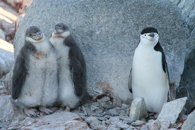 Chinstrap Penguin - Stormbandpingun - Manchot  jugulaire