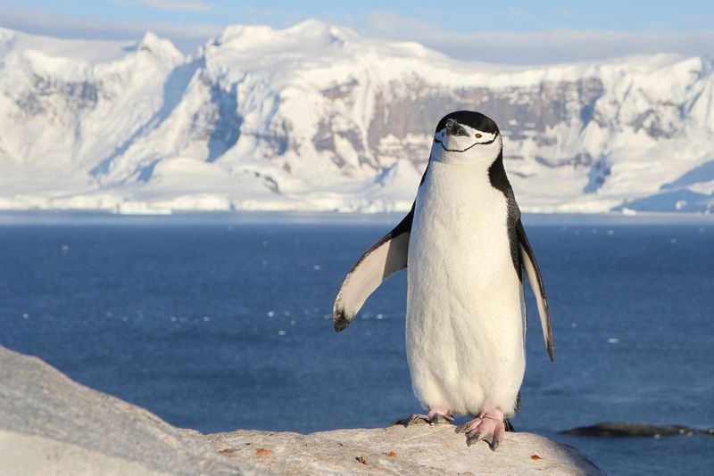 Birds of Subantarctic islands and Antarctica 2010