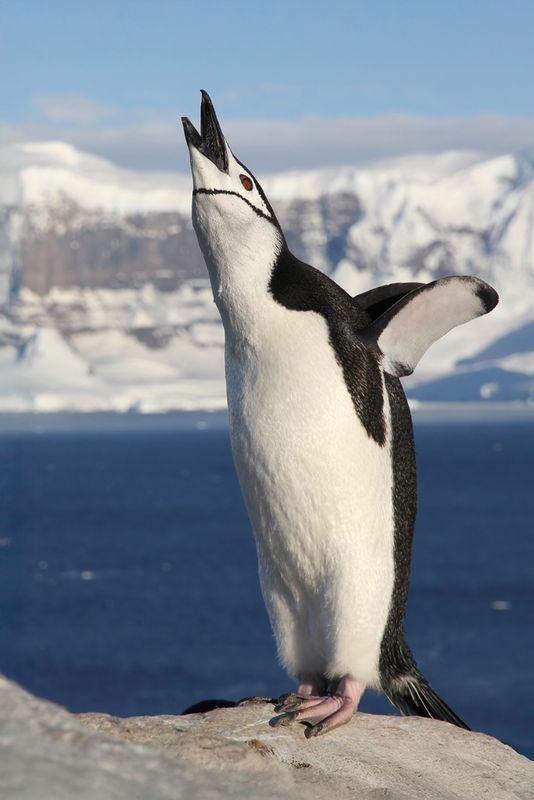 Chinstrap Penguin - Stormbandpingun - Manchot  jugulaire