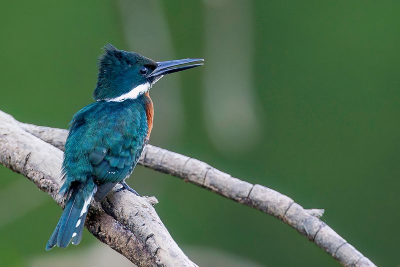 Amazon Kingfisher - Amazoneijsvogel - Martin-pcheur dAmazonie
