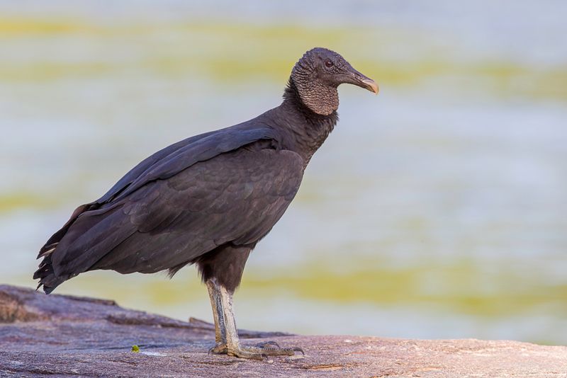Black Vulture - Zwarte Gier - Urubu noir