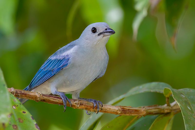 Blue-grey Tanager - Bisschopstangare - Tangara vque
