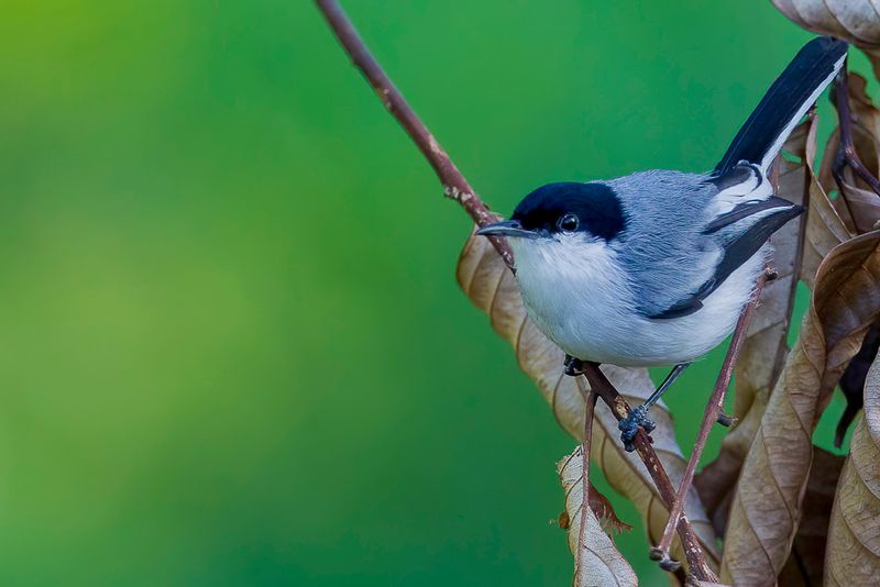 Tropical Gnatcatcher - Amazonemuggenvanger - Gobemoucheron tropical (m)