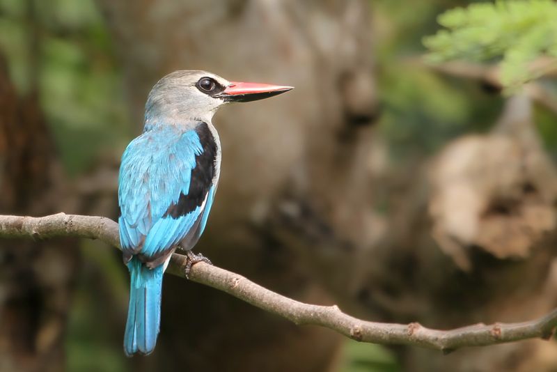 Birds of Togo and Benin 2011/2012