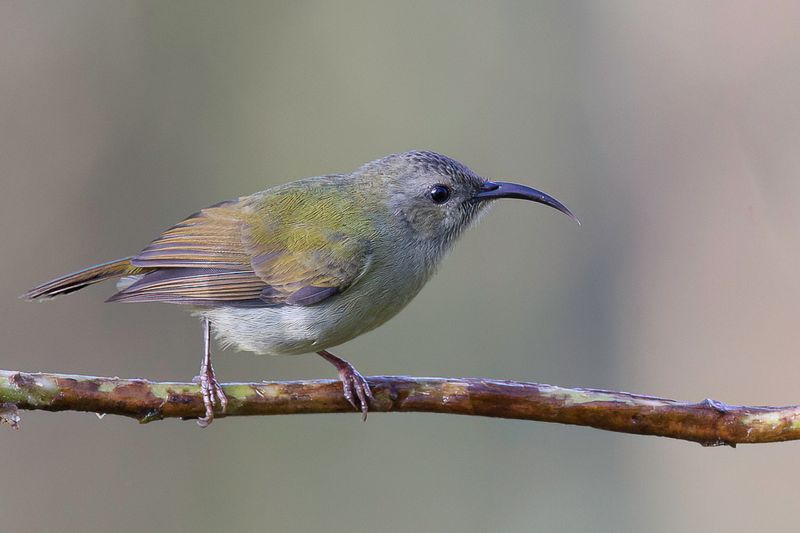 Black-throated Sunbird - Zwartkeelhoningzuiger - Souimanga sombre (f)