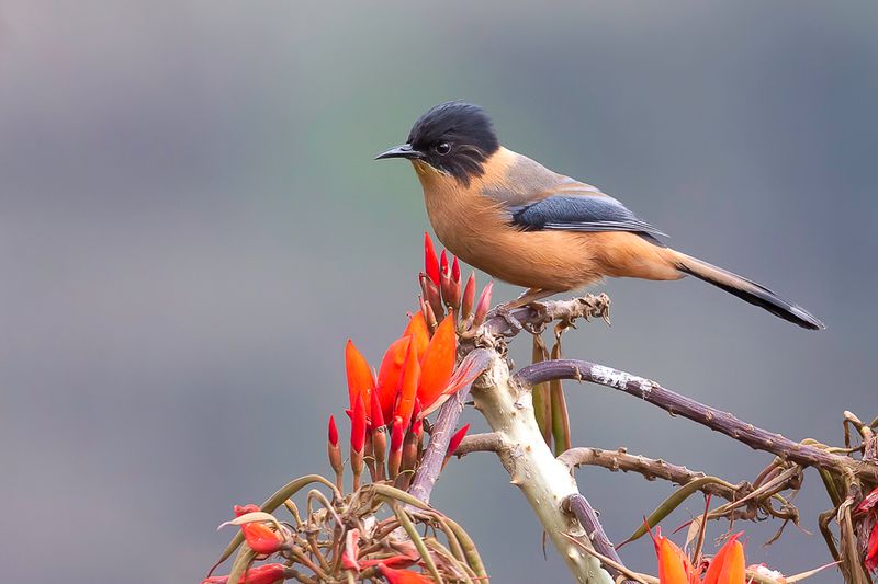 Rufous Sibia - Zwartkapsibia - Garrulaxe casqu
