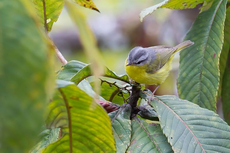 Grey-hooded Warbler - Grijskopboszanger - Pouillot  tte grise