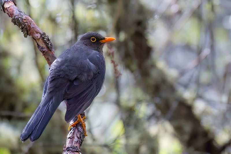 Great Thrush - Reuzenlijster - Merle gant