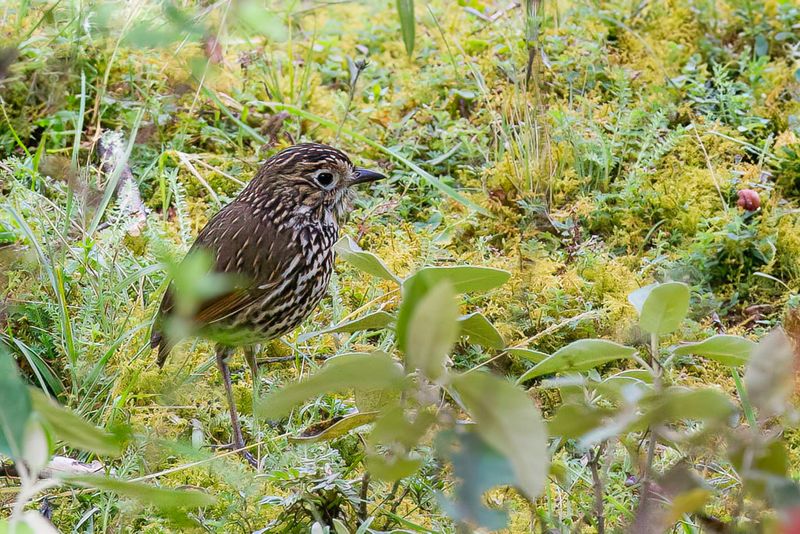 Stripe-headed Antpitta - Streepkopmierpitta - Grallaire des Andes