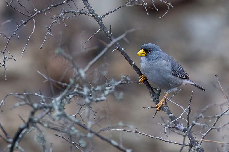 Cinereous Finch - Dikbekgors - Pizorhin cendr