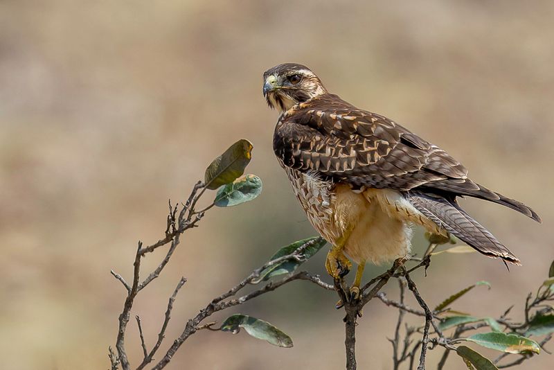 Variable Hawk - Roodrugbuizerd - Buse tricolore