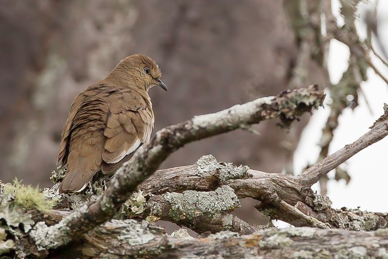 Picui Ground Dove - Picuiduif - Colombe picui