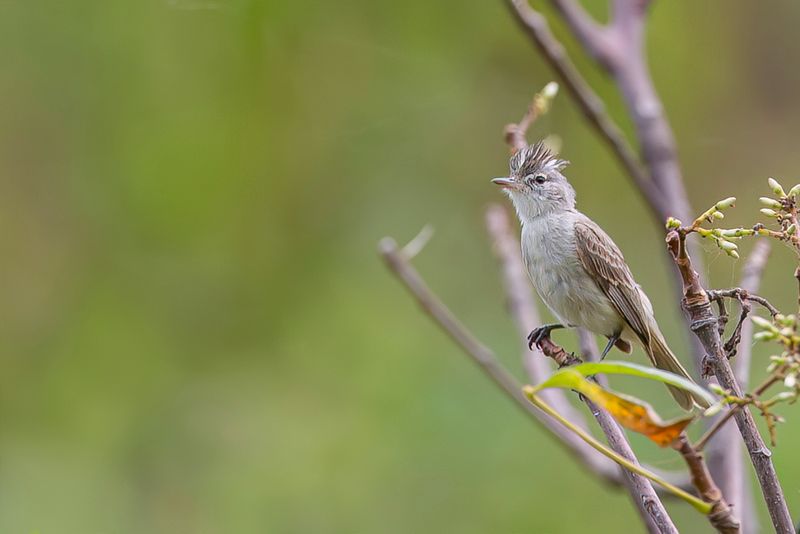 Grey-and-white Tyrannulet - Grijswitte Elenia - lnie gris et blanc