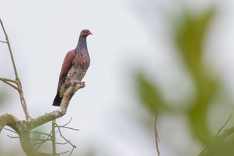 Scaled Pigeon - Geschubde Duif - Pigeon ramiret