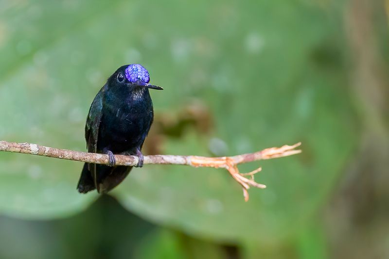 Blue-fronted Lancebill - Blauwvoorhoofdlancetkolibrie - Porte-lance de Jeanne