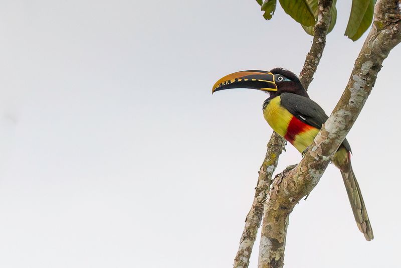 Chestnut-eared Aracari - Bruinoorarassari - Araari  oreillons roux