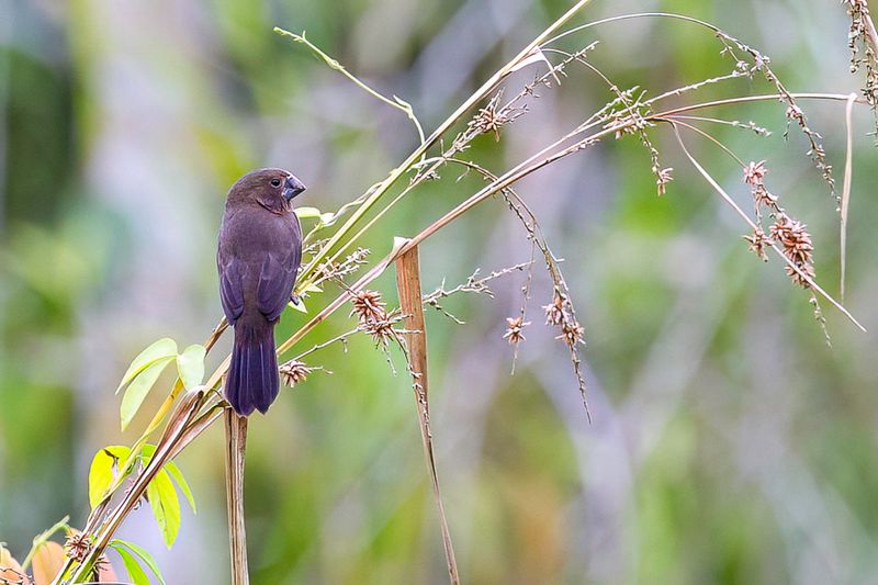 Black-billed Seed Finch - Zwartsnavelzaadkraker - Sporophile  bec noir (f)