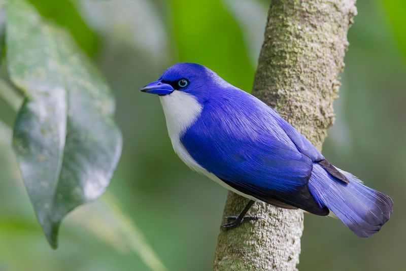 Comoro Blue Vanga - Artamie des Comores (m)